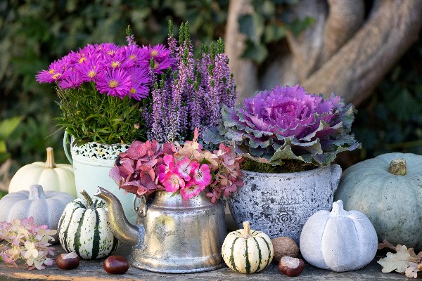 Combinación de plantas con col ornamental