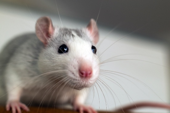 Cuidados de pequeños mamíferos como las ratas