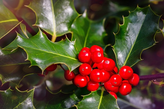 Acebo, uno de los tipos de plantas de Navidad más habituales