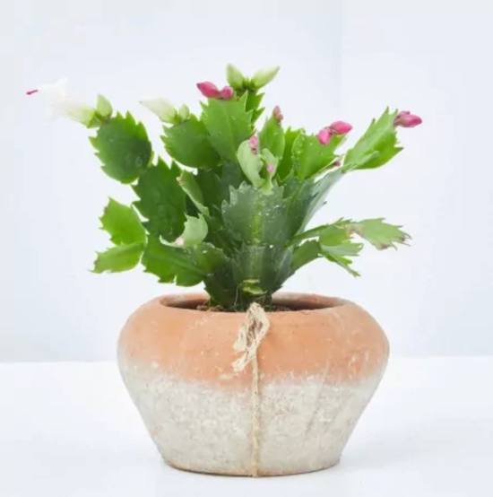Cactus de Navidad