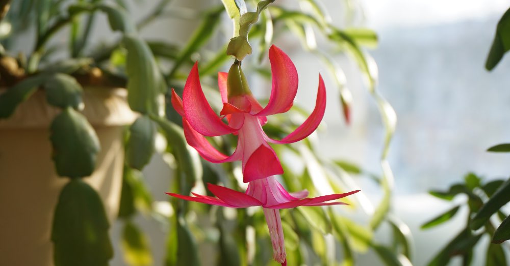 Cuidados del cactus de Navidad o Schlumbergera