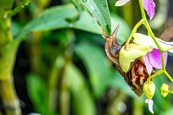 Caracol en orquídea