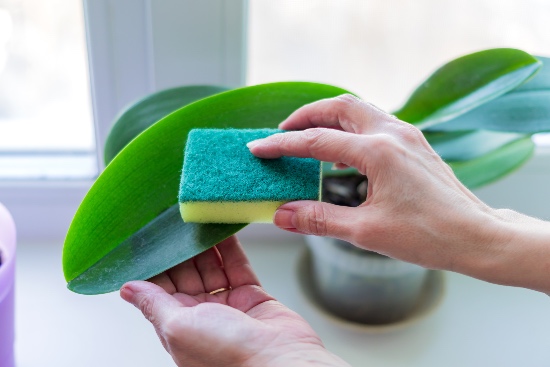 Pasos para eliminar plagas en orquídeas