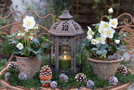 Rosa de Navidad