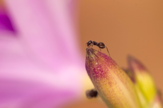Plaga de hormigas en orquídea