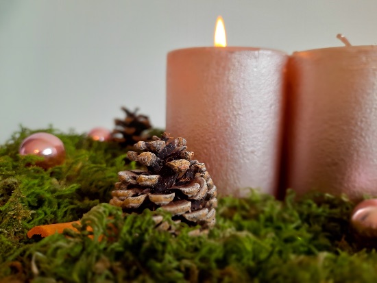 Musgo, uno de los tipos de plantas de Navidad imprescindibles