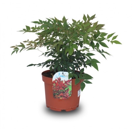 La nandina, un arbusto que destaca entre los distintos tipos de plantas de Navidad