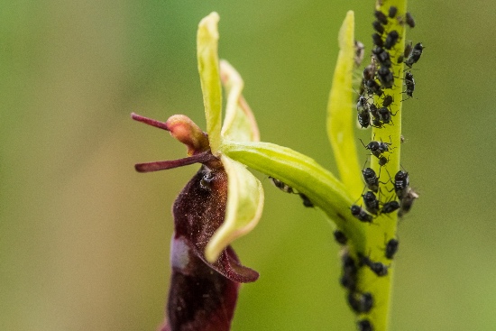 Pulgón, una de las plagas en orquídeas habituales