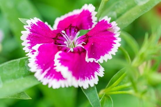 Clavelinas, una de las plantas de exterior resistentes para todo el año
