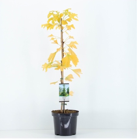 Maceta de ginkgo biloba