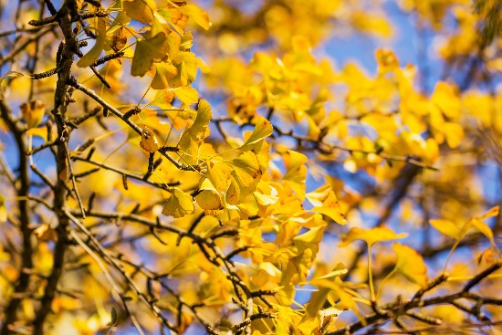 Ginkgo biloba, una de las plantas para regalar en Reyes especiales