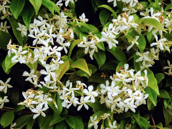 Jazmín en flor