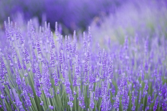 Lavanda en flor