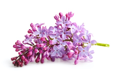 Flores de lila