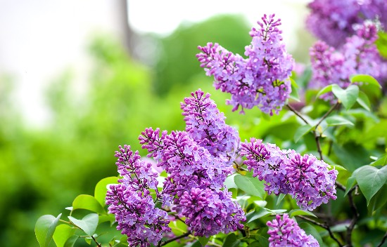 Lila en flor, una de las plantas para regalar en Reyes