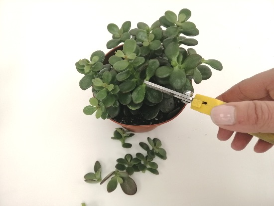 Decoración con corazones y crasas