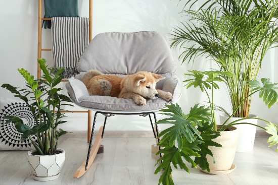 Tener plantas y animales, una manera de conectar con la biofilia