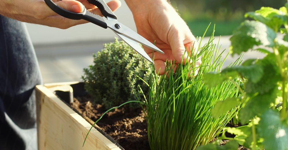 Cómo montar una mesa de cultivo