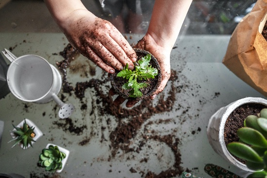 Trasplantar correctamente una planta