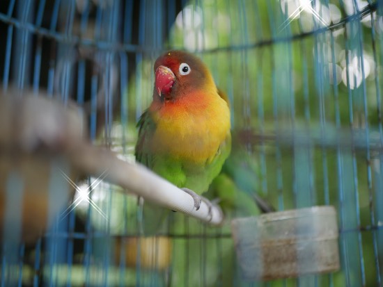 Los estímulos auditivos, fundamentales para adiestrar agapornis