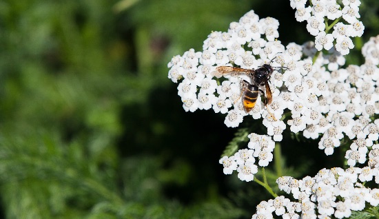Cómo es la avispa asiática