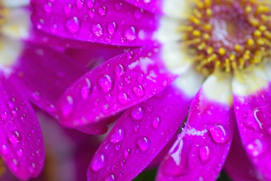 Luz, uno de los cuidados de la cineraria fundamentales