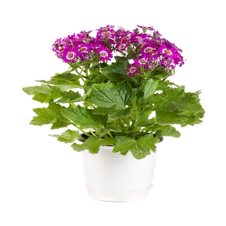 Variedad de cineraria