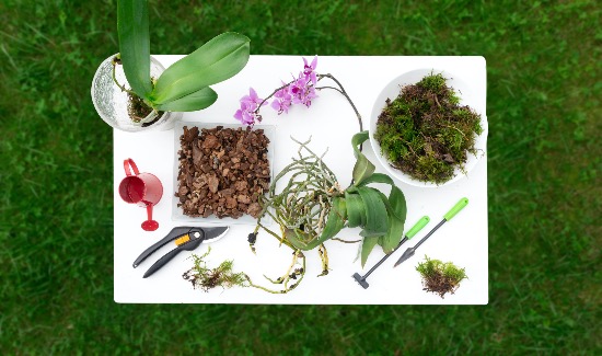 Trasplantar orquídeas paso a paso