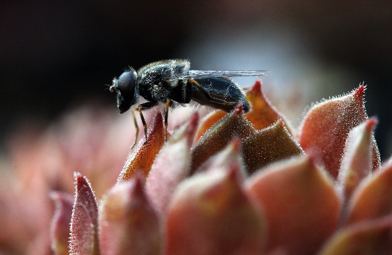 Plagas e insectos que afectan a las plantas suculentas