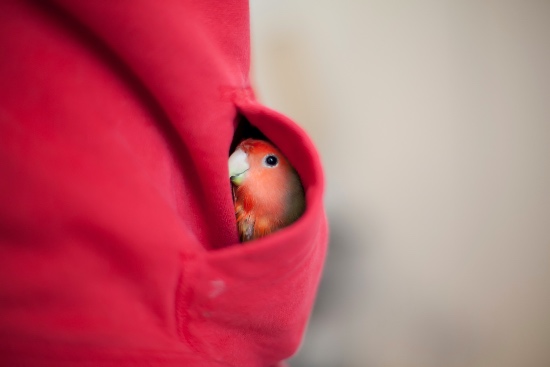 Las recompensas, importantes en el adiestramiento de agapornis