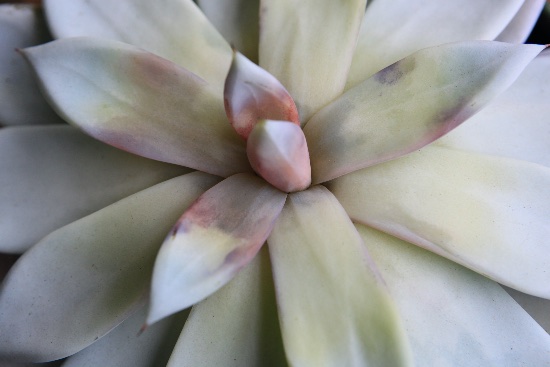 Cambio de color en las hojas, síntoma de enfermedades de las suculentas