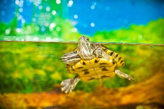 Qué comen las tortugas de agua