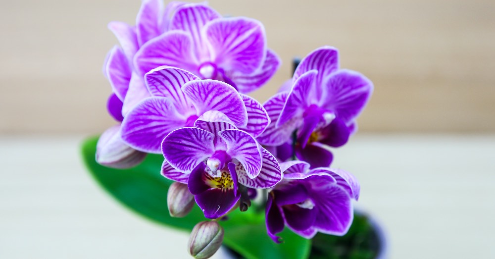 Cómo trasplantar orquídeas
