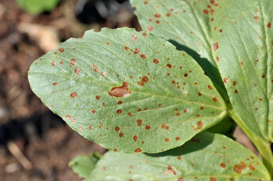 Planta afectada por Botrytis
