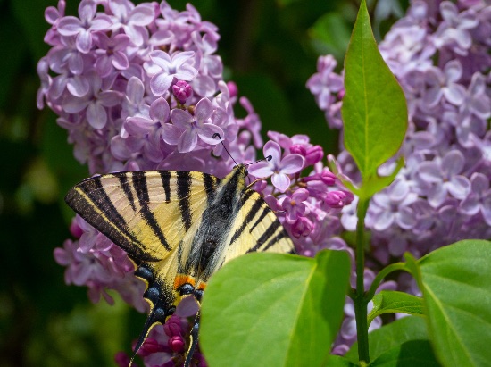 La flor del lilo, fundamental para atraer polinizadores al jardín