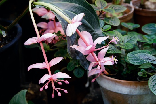 Flores de la Medinilla magnífica