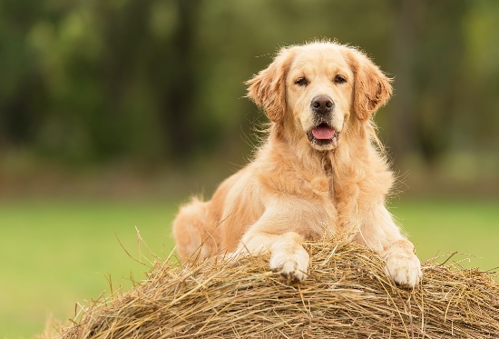 Antiparasitarios en perros para evitar enfermedades