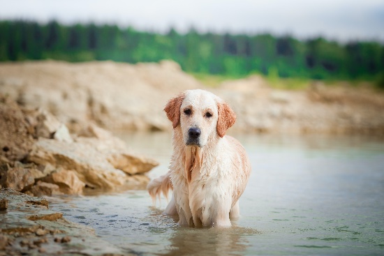 Cuidados del perro en verano