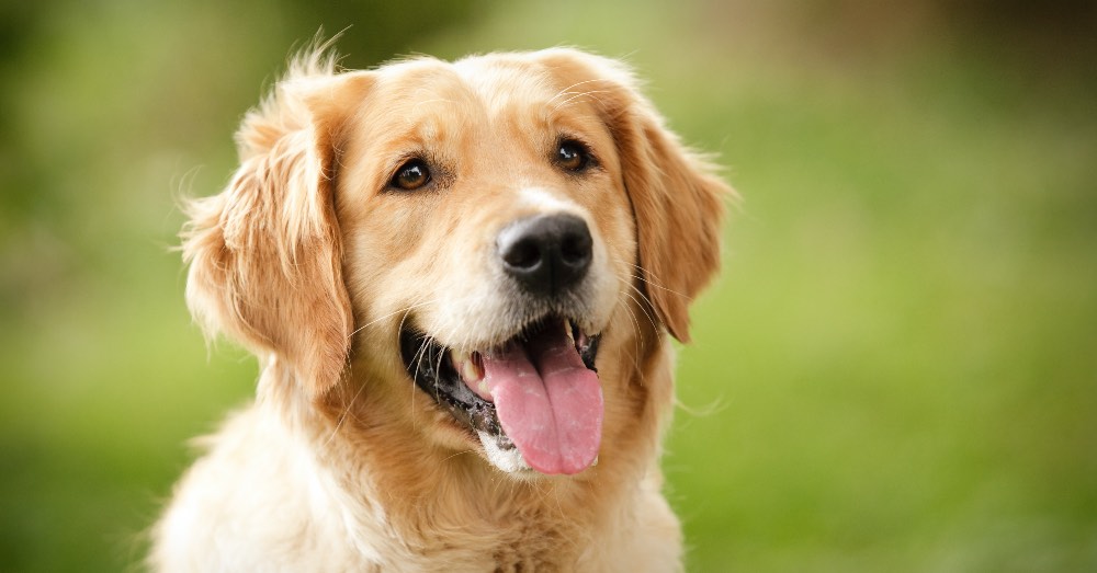 La importancia de los antiparasitarios en perros