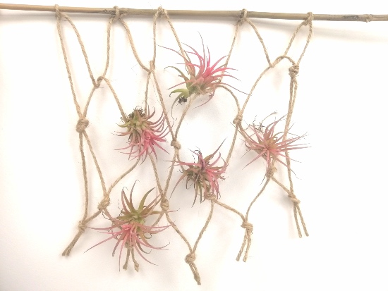 DIY Soporte para tillandsias