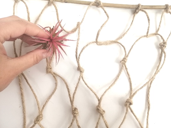 Cómo colocar las tillandsias en un soporte