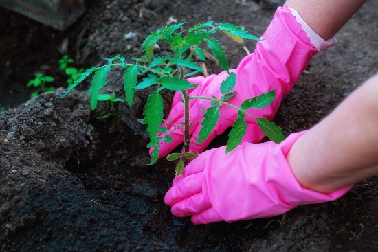 Pasos para trasplantar tomates