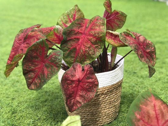 Caladium rojo