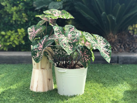 Caladium verde