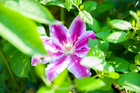 Clematis o Clemátides
