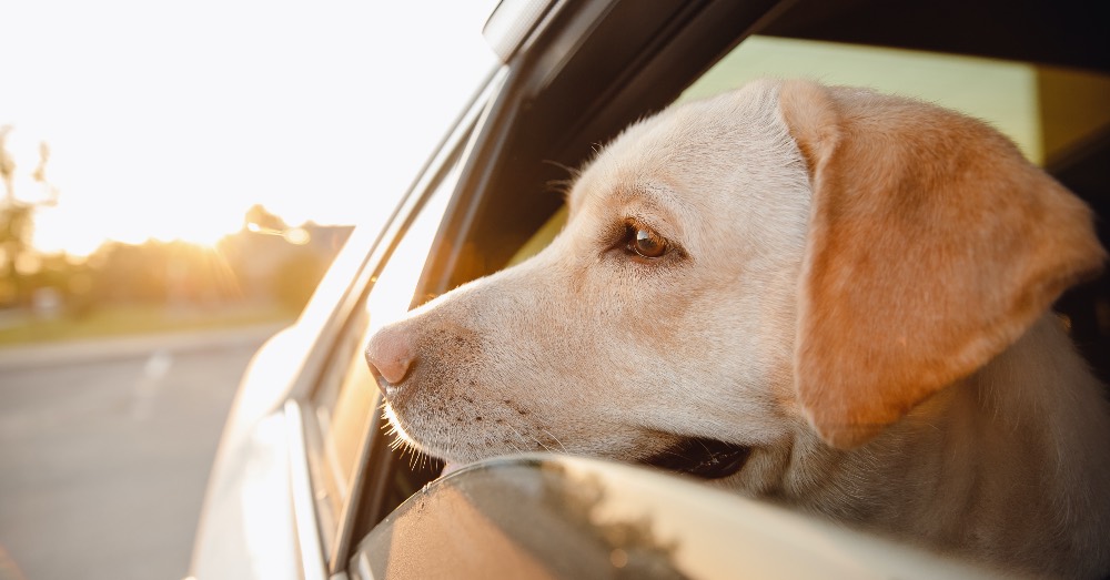 Viajar con perro: consejos prácticos