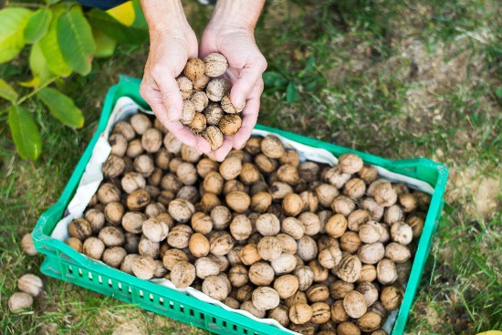 Cultivo de los frutos secos ecológicos