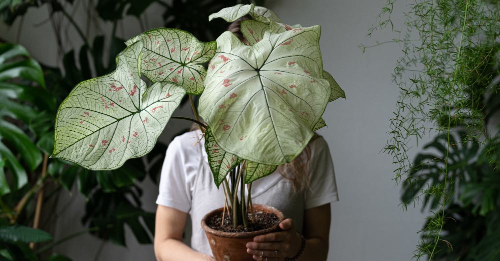 Cómo decorar con variedades de Caladium
