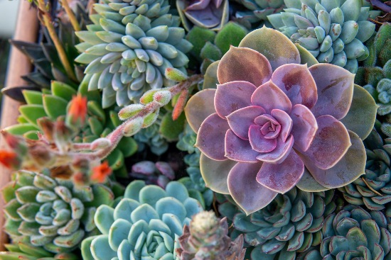 Echeveria