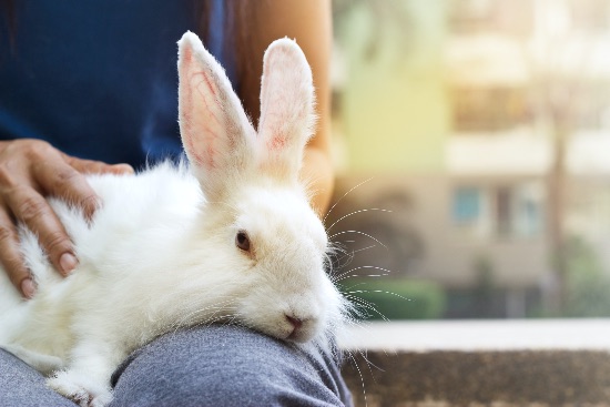 Consejos para jugar con un conejo